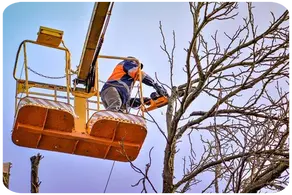 Podas de altura Cantabria y provincia Arboricultura