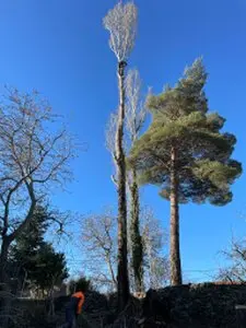 Podas y talas de árboles en altura Cantabria Arboricultura