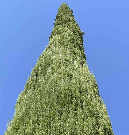 Tala y poda en Altura de árboles en Sevilla y municipios